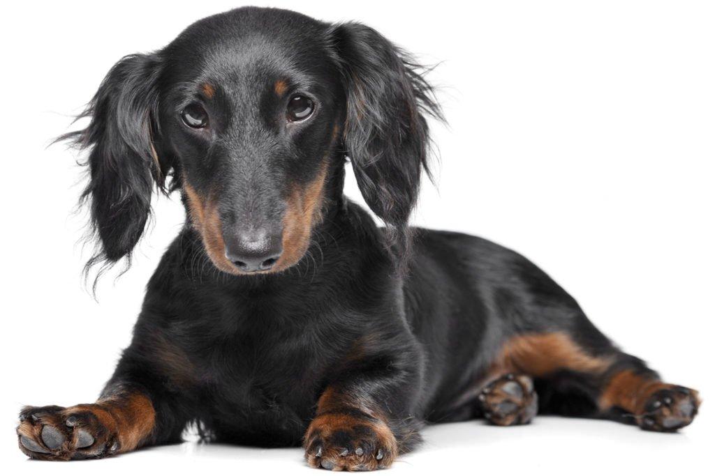 When Are Dachshunds Full Grown? Long-haired dachshund puppy laying down on a white background