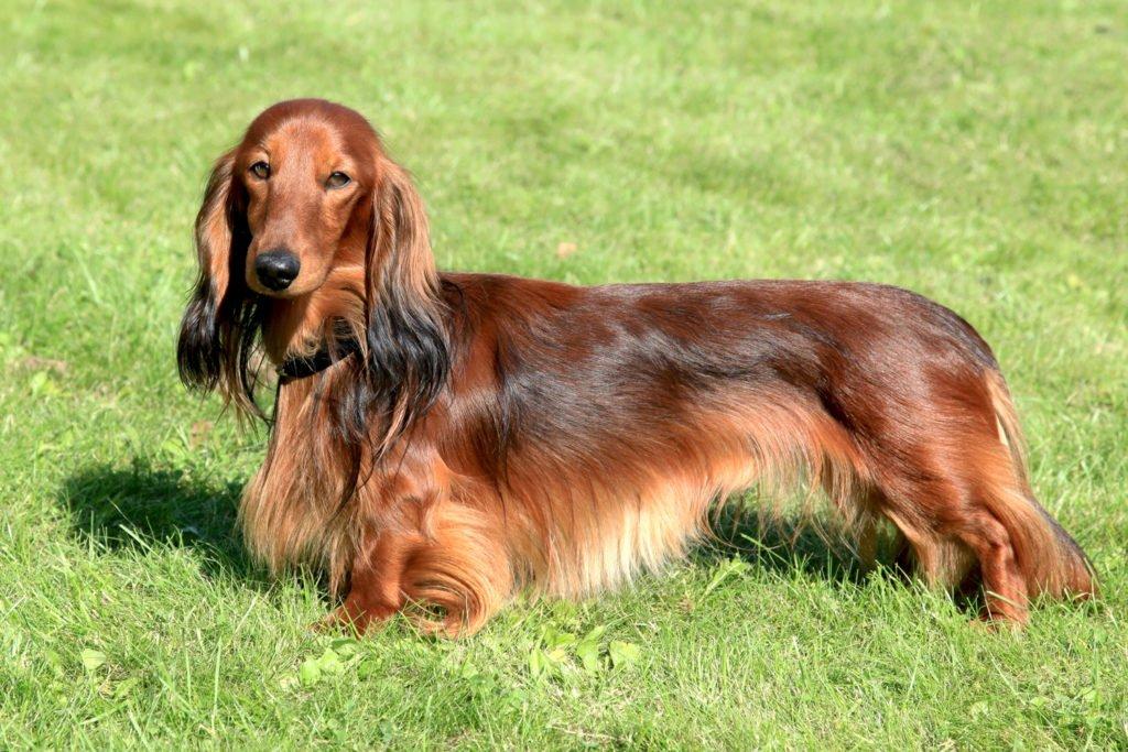 Long-haired standard dachshund standing on the grass in the sunshine