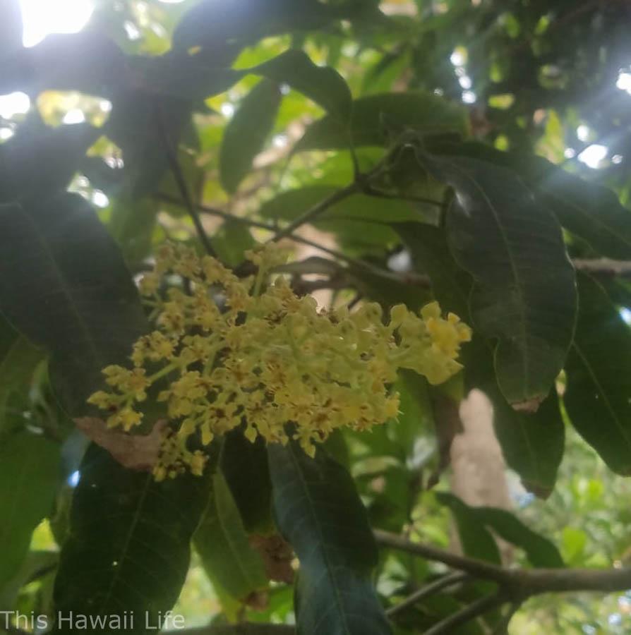 Mango season Hawaii with mangoes growing bigger daily