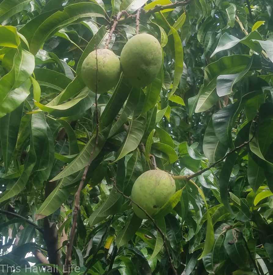 Delicious avocados in Hawaii