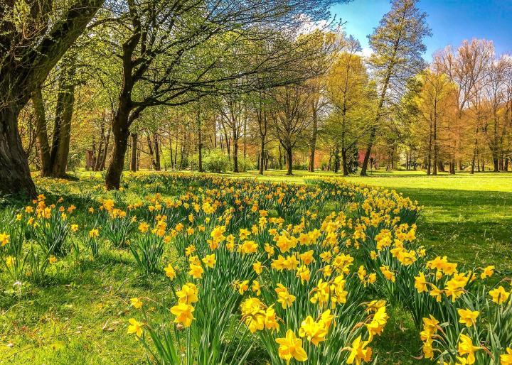 Daffodils in field in the springtime