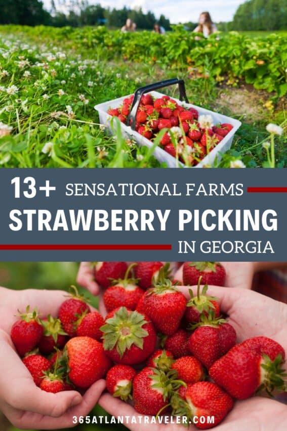 Strawberry Picking Near Me: 13+ Best Georgia Farms w/ the Juiciest Berries (2024)
