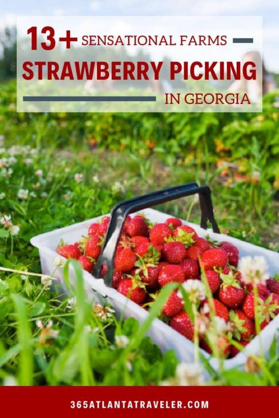 Strawberry Picking Near Me: 13+ Best Georgia Farms w/ the Juiciest Berries (2024)