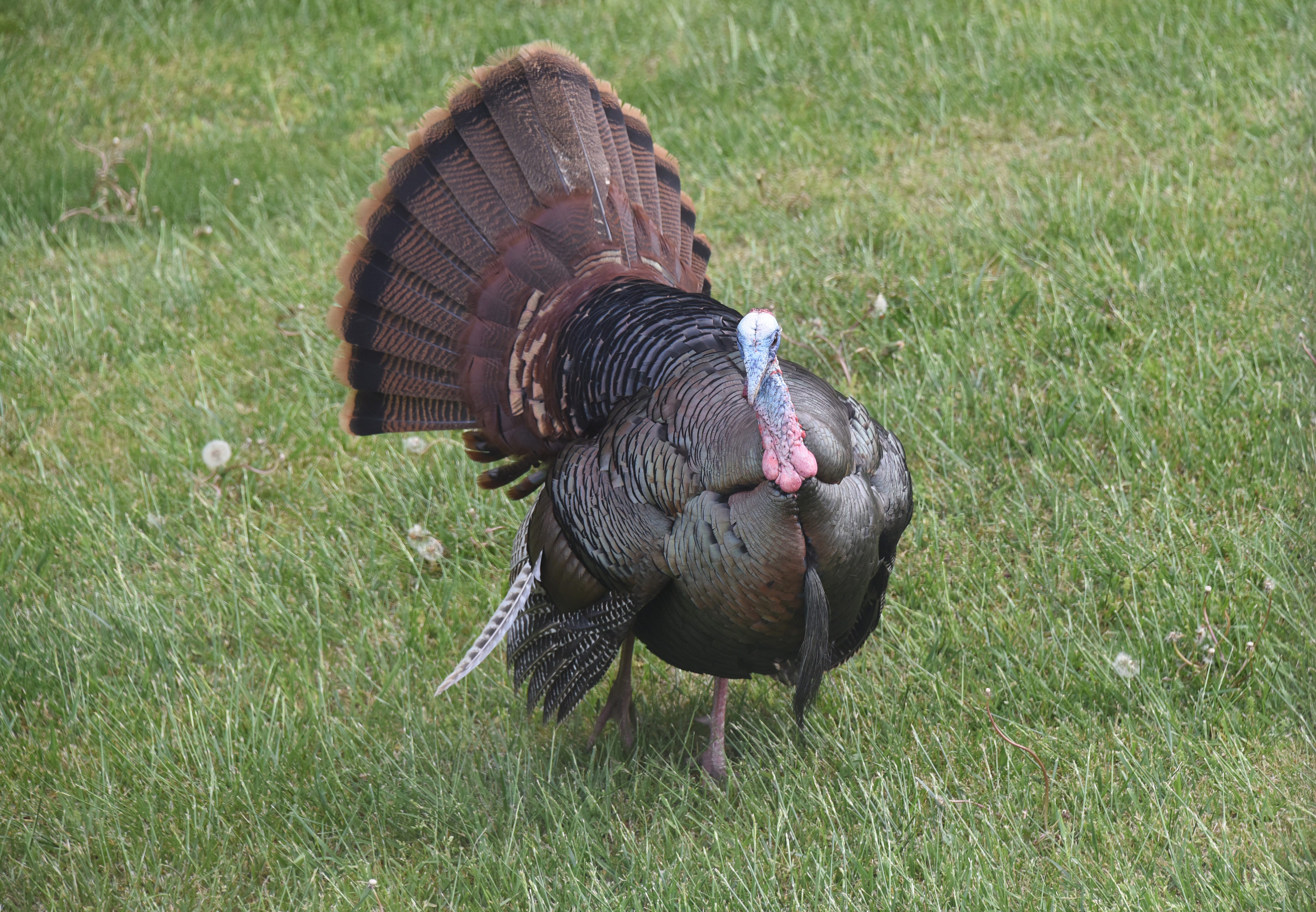 A turkey struts around a lawn May 22, 2021, in Somerset County.