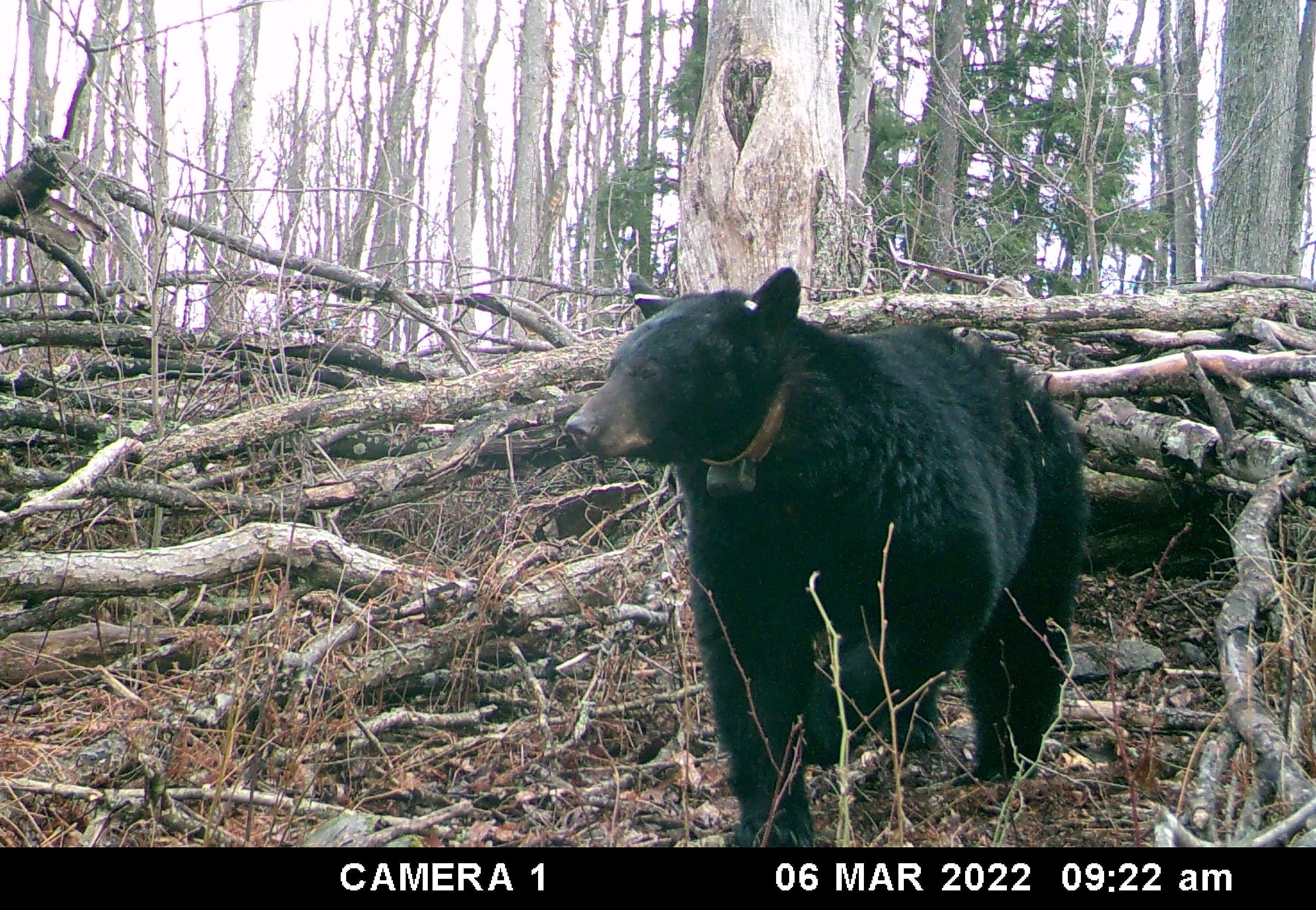 A black bear walks near a trail camera March 6, 2022, in rural Somerset County.