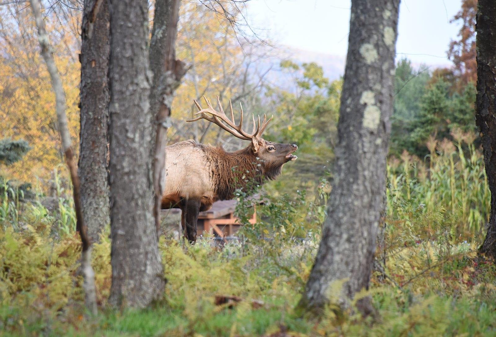 A bull elk walks Nov. 2, 2021, near the Elk Country Visitor Center in Benezette.