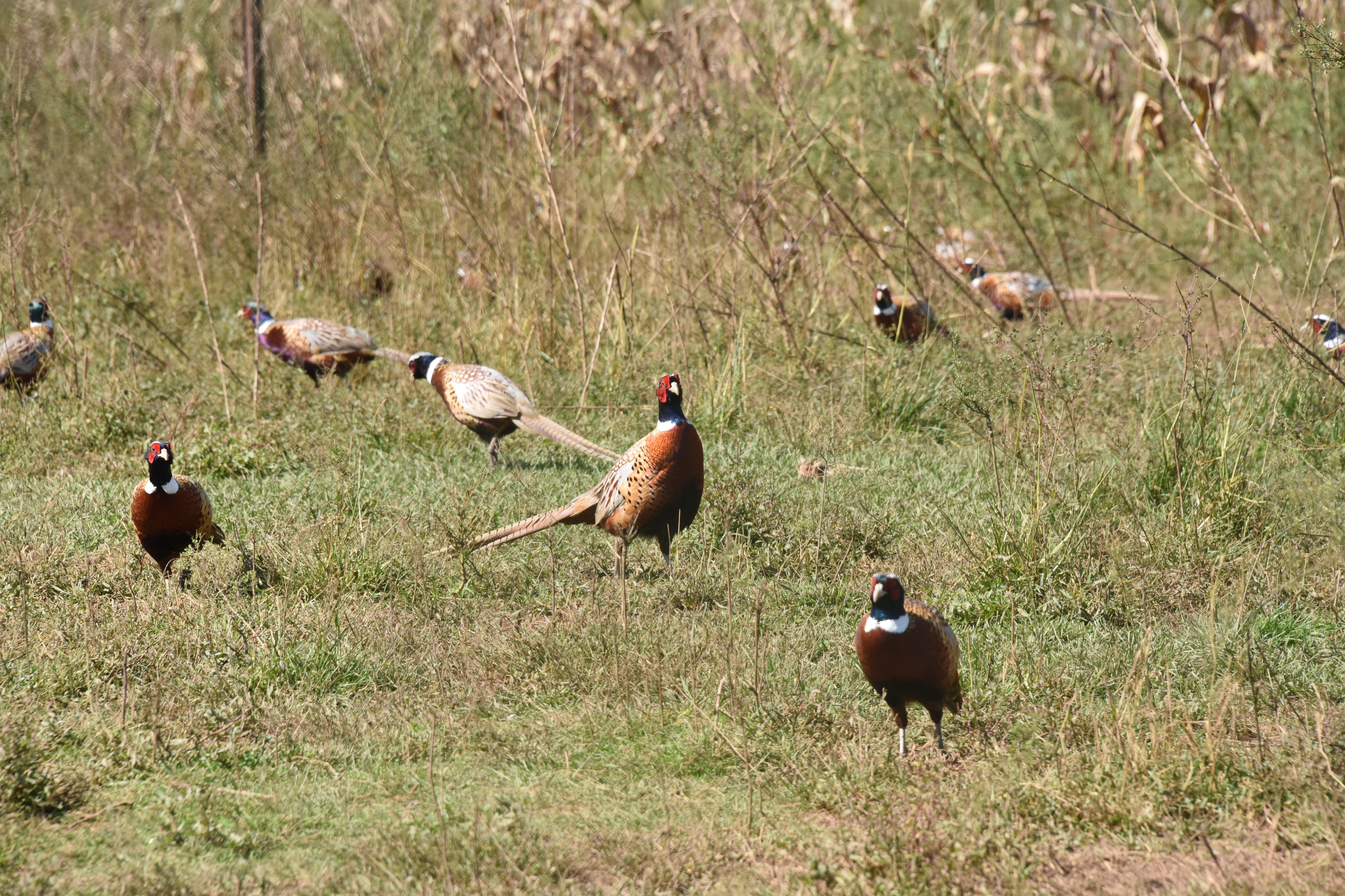 Pheasants feed in a fielded enclosure Sept. 20, 2021, at the Loyalsock Game Farm operated by the Pennsylvania Game Commission.