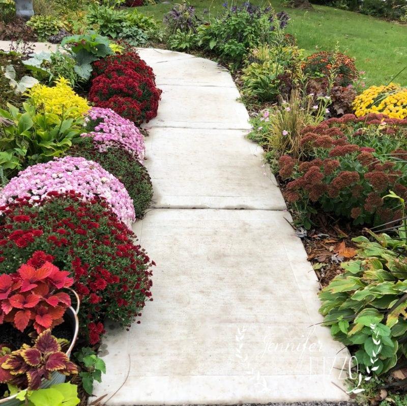 Front walk with mums for fall. Pretty fall landscaping