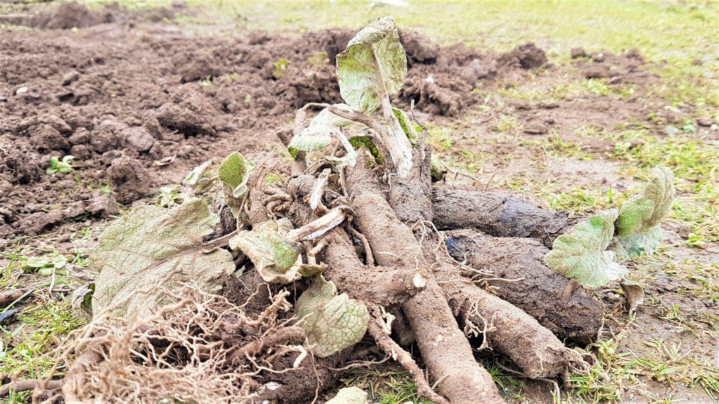 Pile of freshly dug up burdock roots