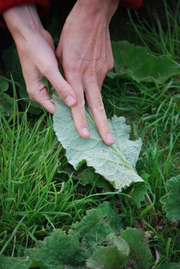 underside of a burdock leave