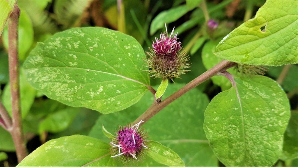 Flowering burdock