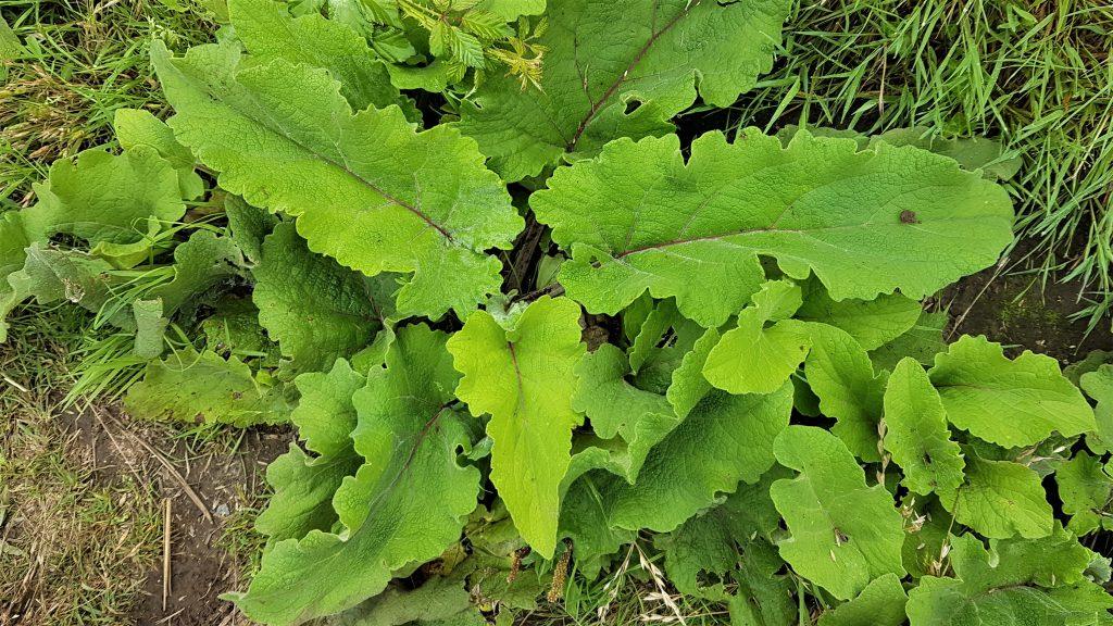 Freshly growing burdock leaves