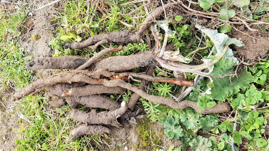 Freshly dug up burdock roots