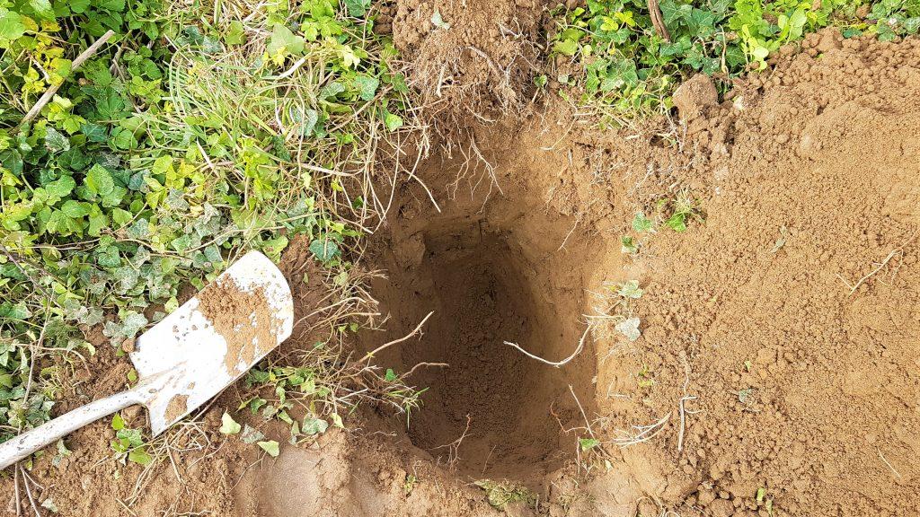 Digging a hole to dig up burdock roots