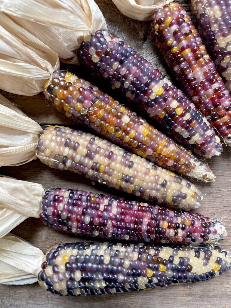 how to dry homegrown popcorn