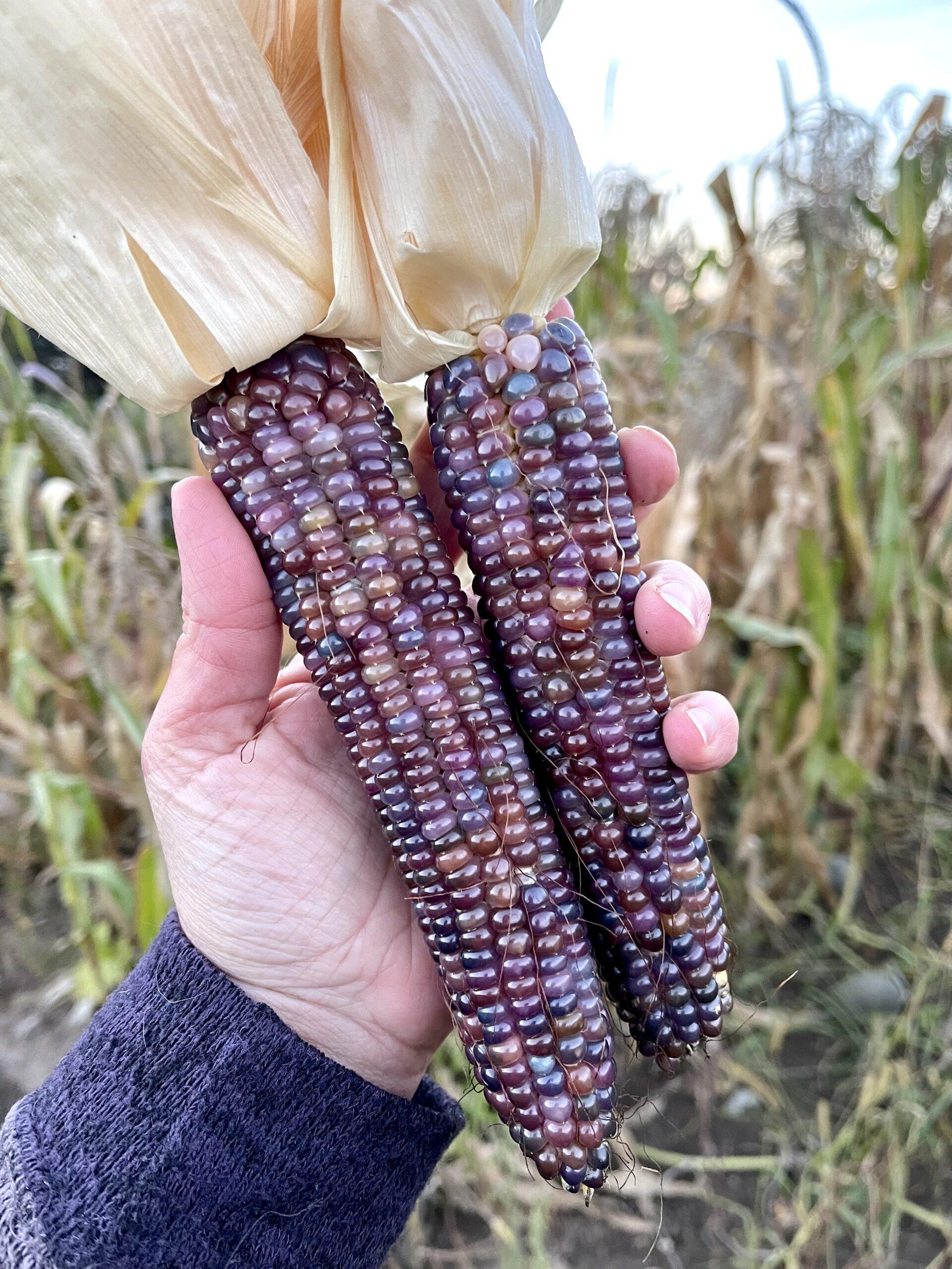 how to shell and remove kernels from homegrown popcorn