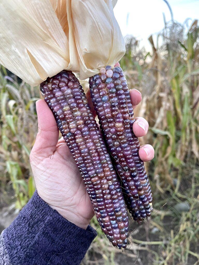 how to store homegrown popcorn