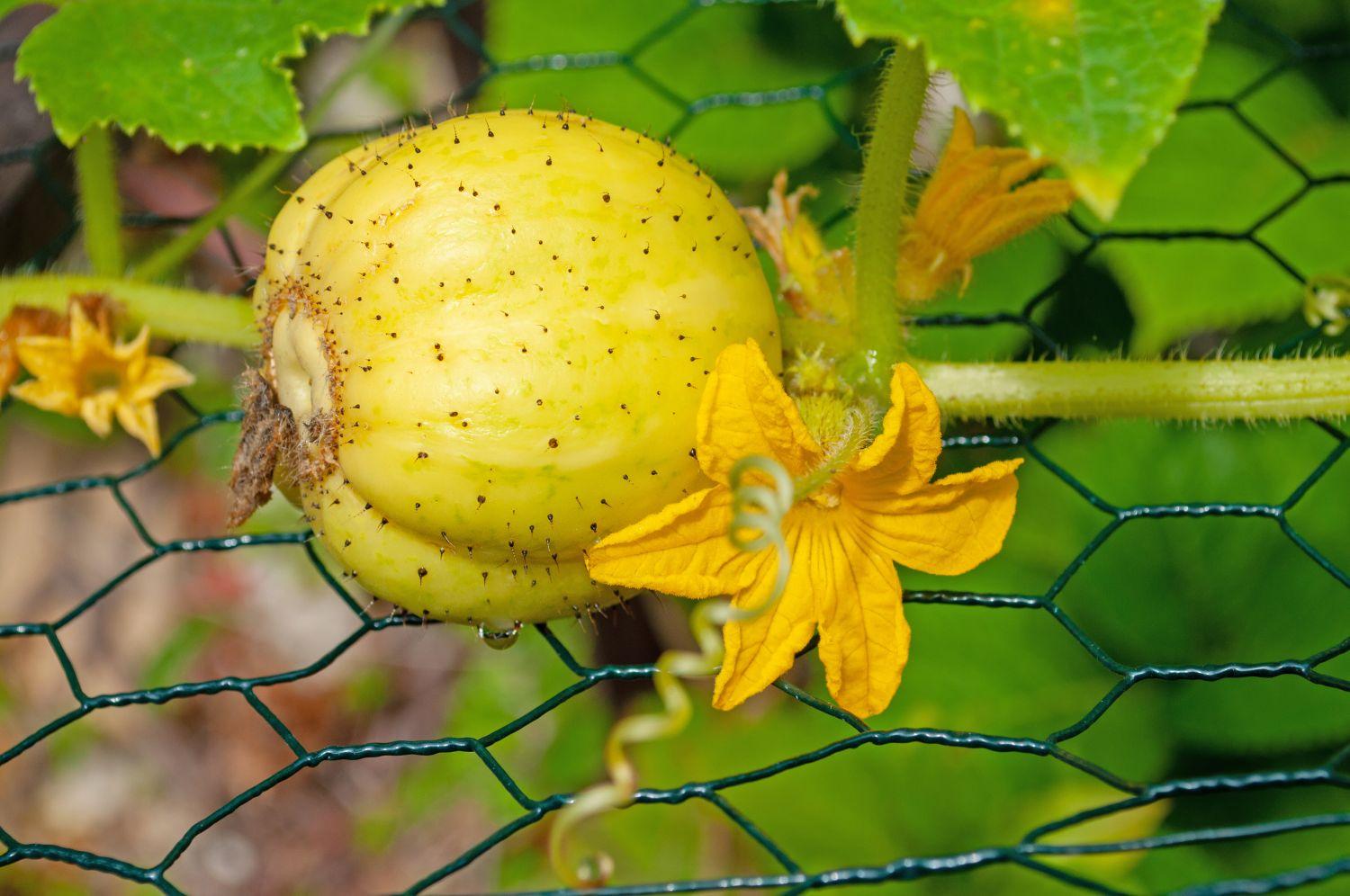 Yellow lemon cucumber on plant