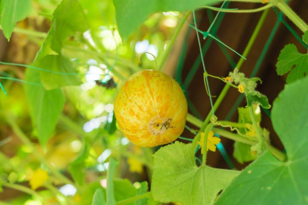 Yellow and orange lemon cucumber