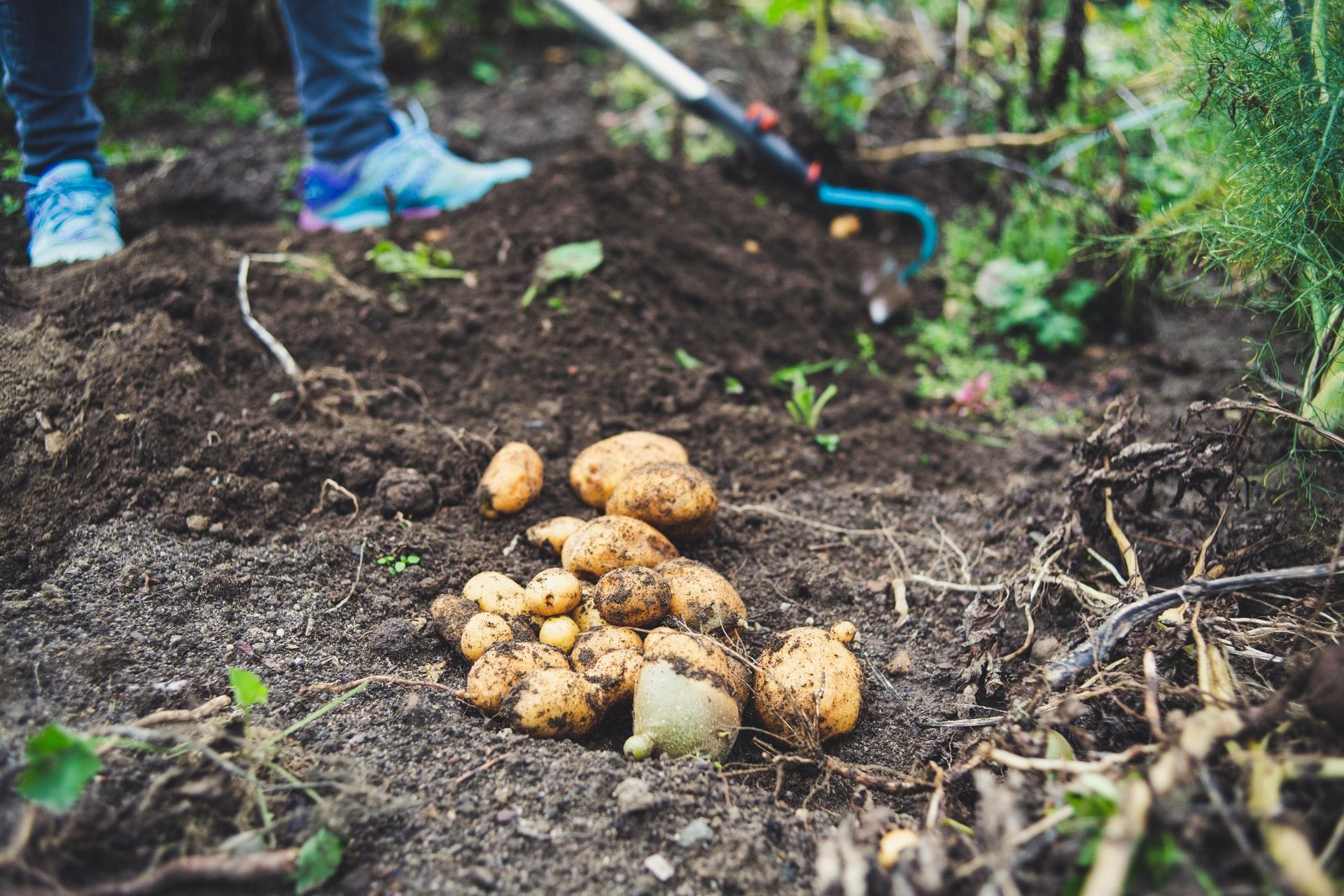 harvesting potatoes