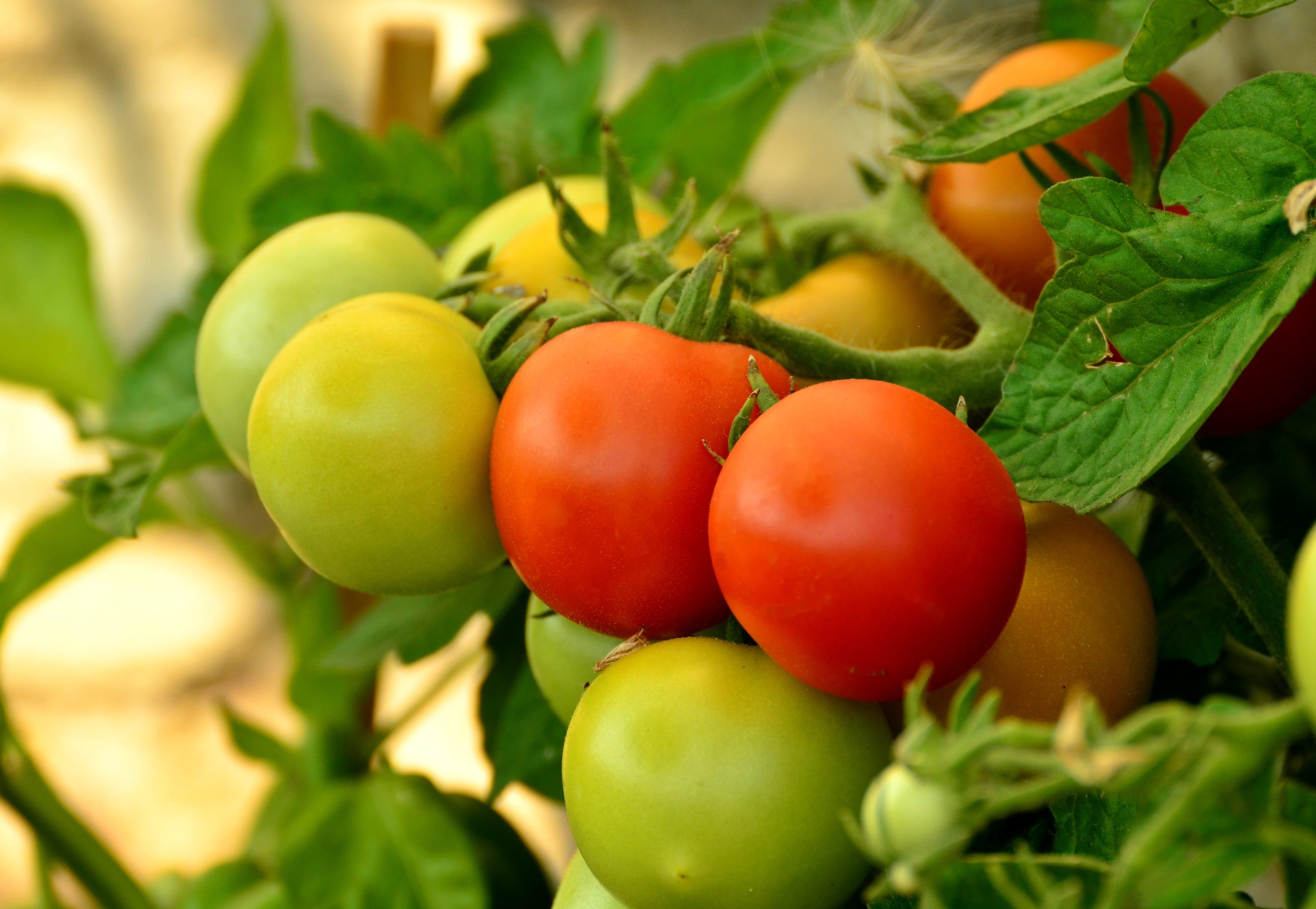 Although it is fun to try new cultivars, the bulk of your tomato planting should include varieties that have been tested at LSU AgCenter research stations and are proven producers here.