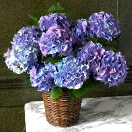 Hydrangeas to illustrate the plant the article is about