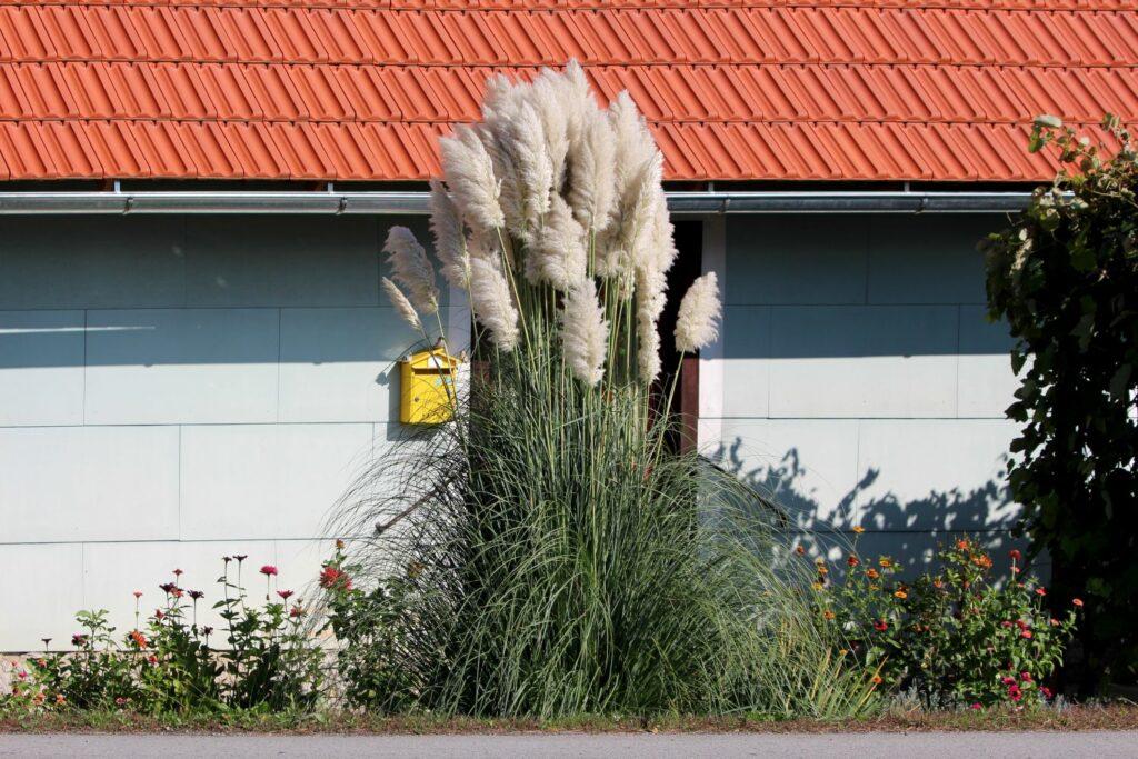 Pampas grass plant outside a house