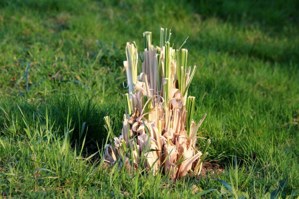 Pampas grass shoots