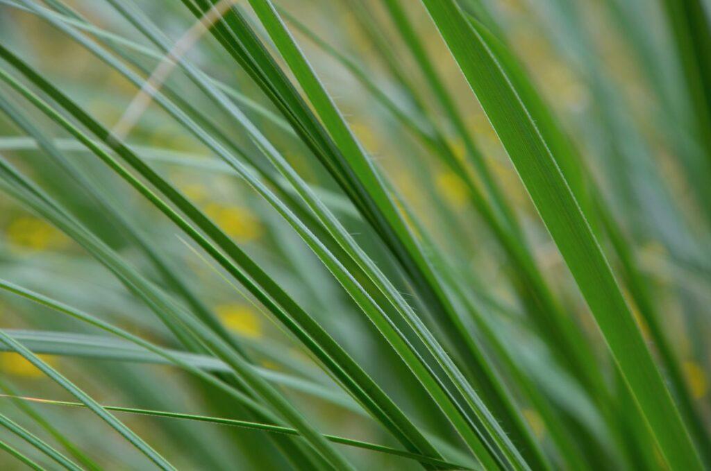 Pampas grass leaves