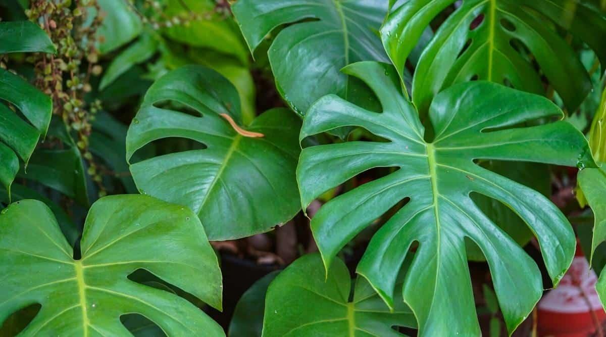 Wild plant Monstera. Tropical beautiful green background from large Monstera leaves. Monstera leaves are huge, leathery, dark green deeply dissected leaves with many holes of various shapes and sizes.
