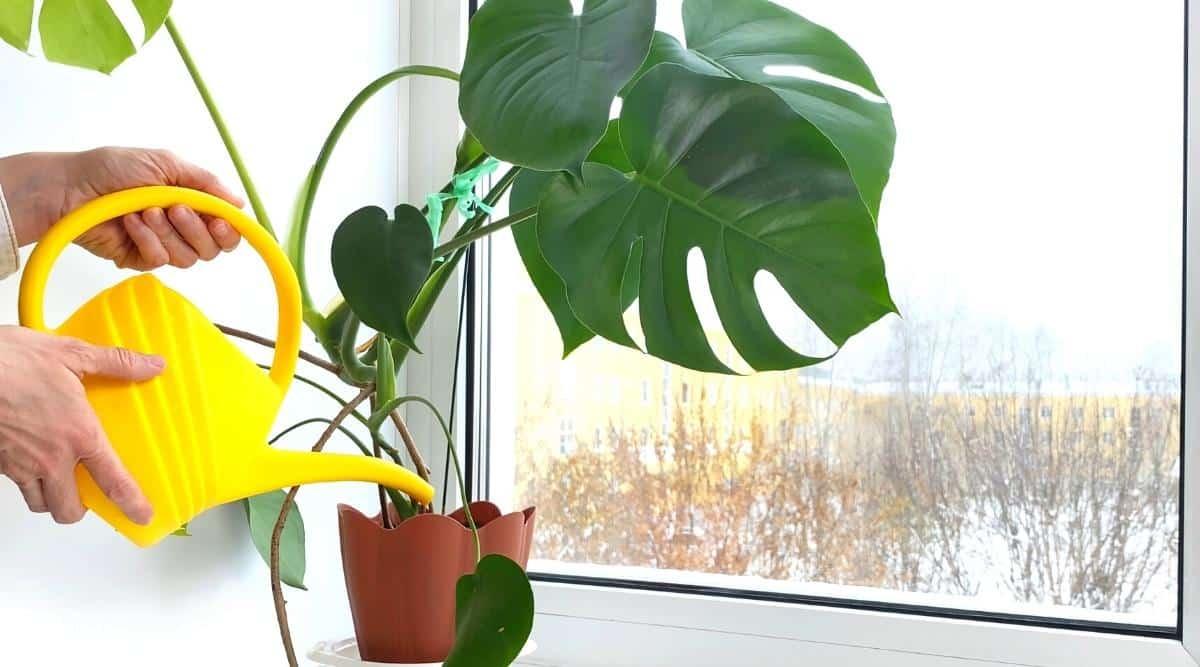Watering indoor Monstera flower from a yellow watering can, standing on a light windowsill. Monstera in a small brown pot, has large dark green leaves. Outside the window, there are yellow houses and trees without leaves.