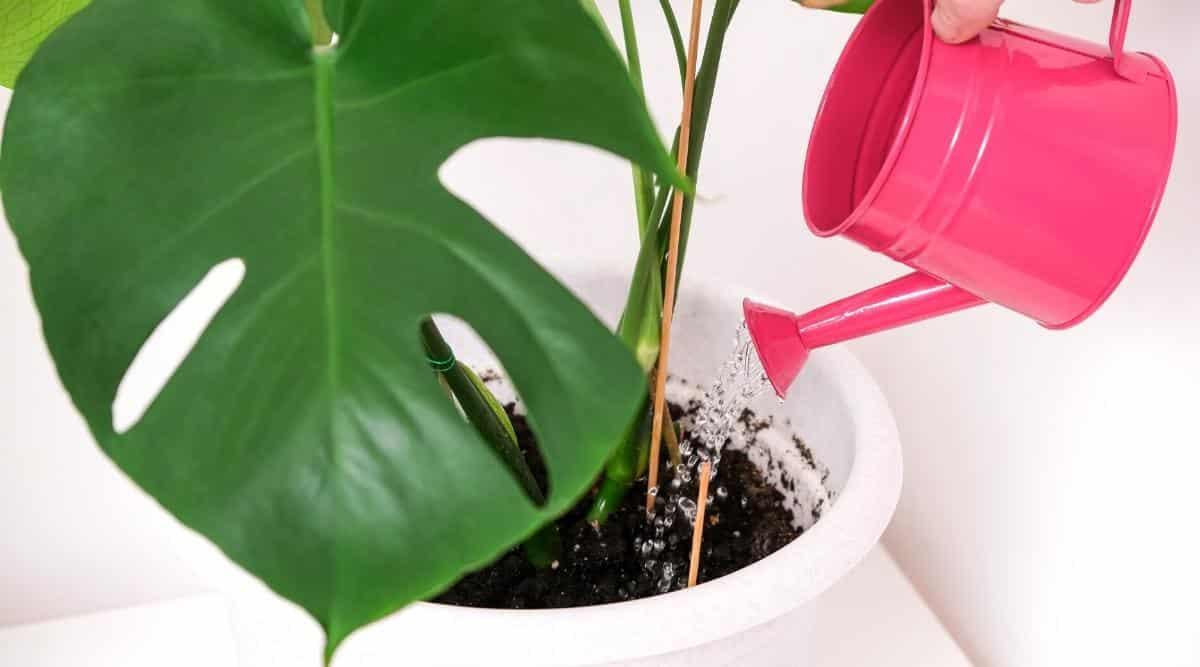 Watering indoor flower from a pink watering can on a white table. A houseplant in a large white pot, has large leathery, dark green, deeply cut leaves in many different sizes