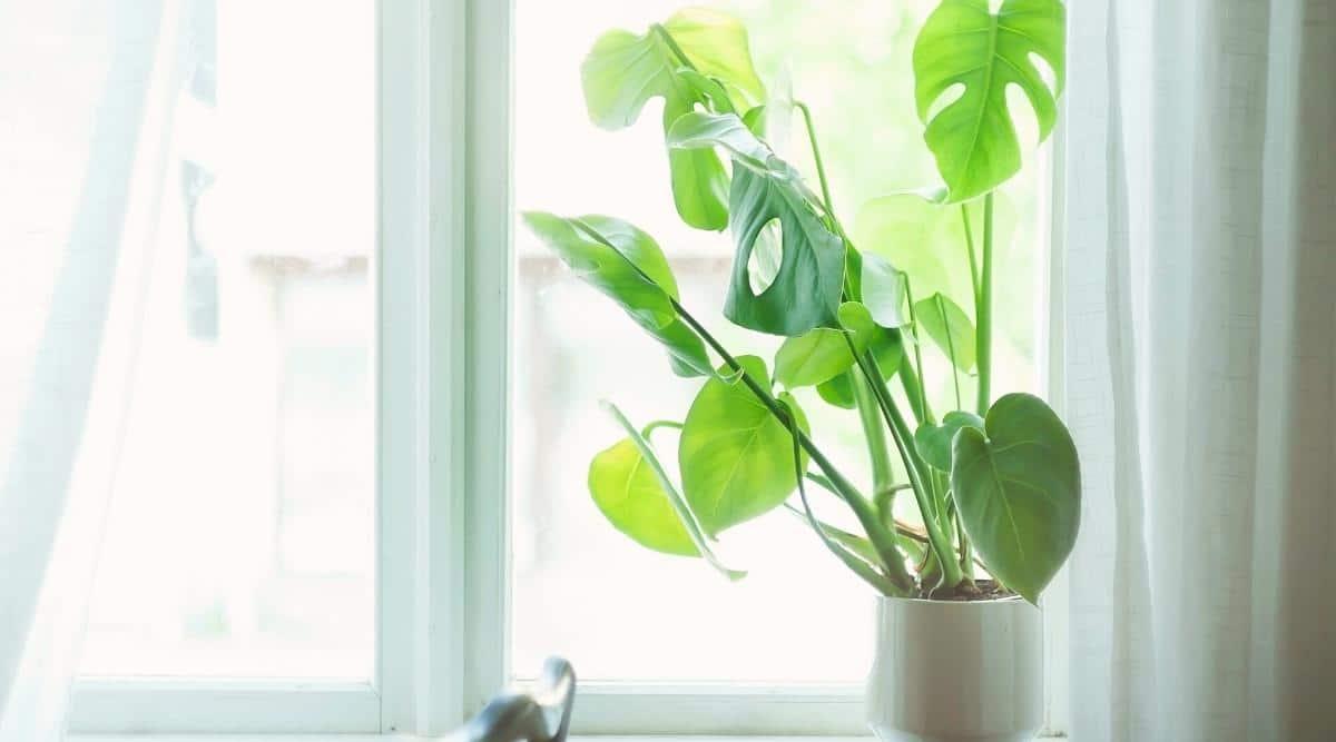Houseplant on windowsill illuminated by sunlight. It's in a white ceramic pot, has large leathery dark green leaves with holes through many of them. White tulle hangs on the sides of the window.