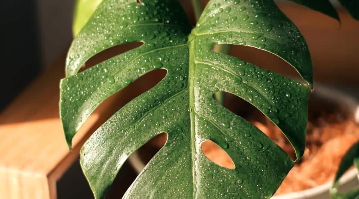 Close-up of a monstera leaf covered with water drops. The leaf is huge, and has many holes in both sides of the plant. The background is out of focus but you can see the plant is in a pot indoors.