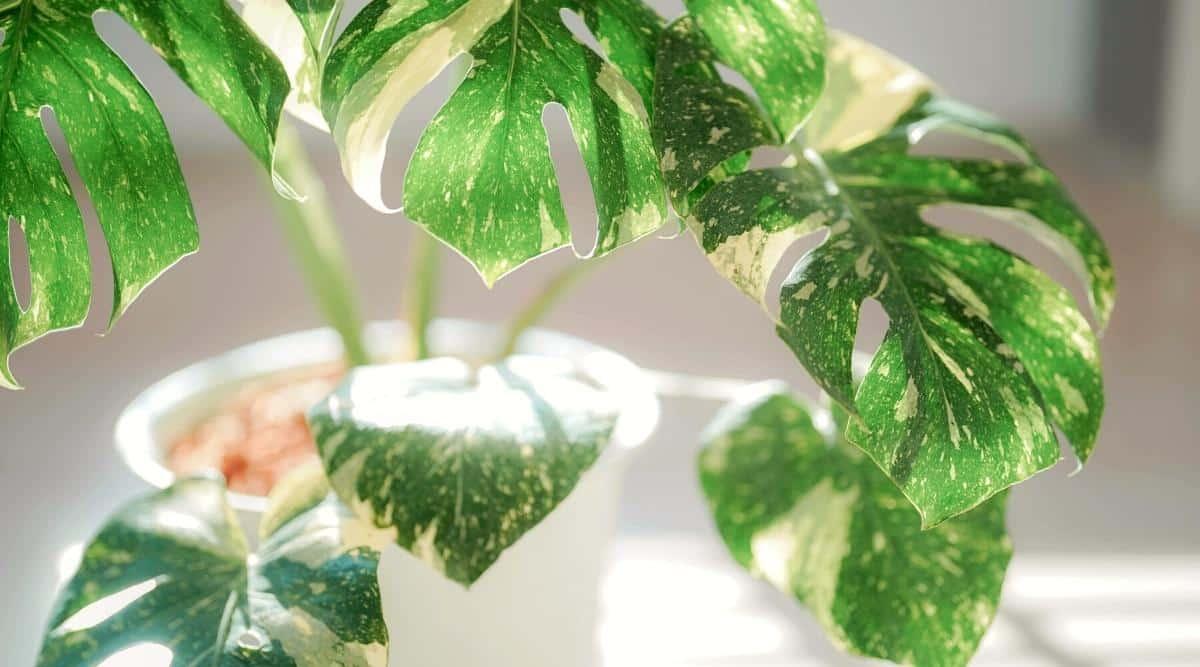 Close-up of a monstera houseplant with variegated leaves in a white ceramic pot. The plant is lit by sunlight.