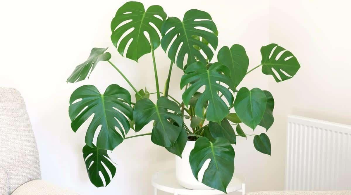 A green monstera plant in a white pot in a home with minimal decor. A plant in a white pot stands on a small, round, white table. To the right of the houseplant is a light gray sofa, and to the left is a white radiator.