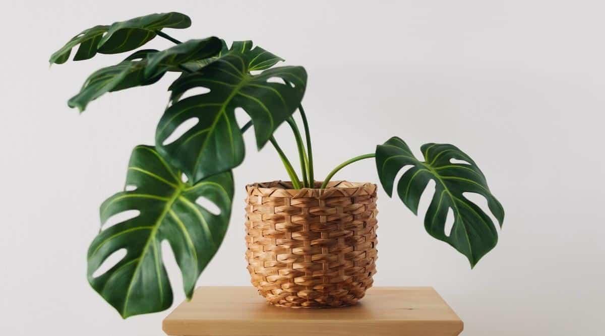 Monstera plant in a wicker pot on a wooden chair. Monstera has huge leathery, dark green, large deeply dissected leaves with many holes of various shapes and sizes. The background is white.