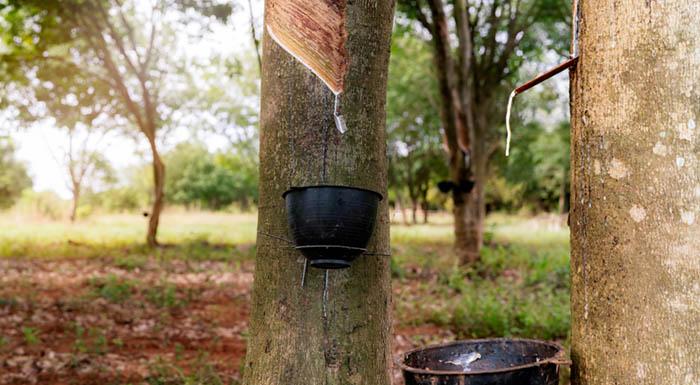 Rubber tapping in rubber tree garden.