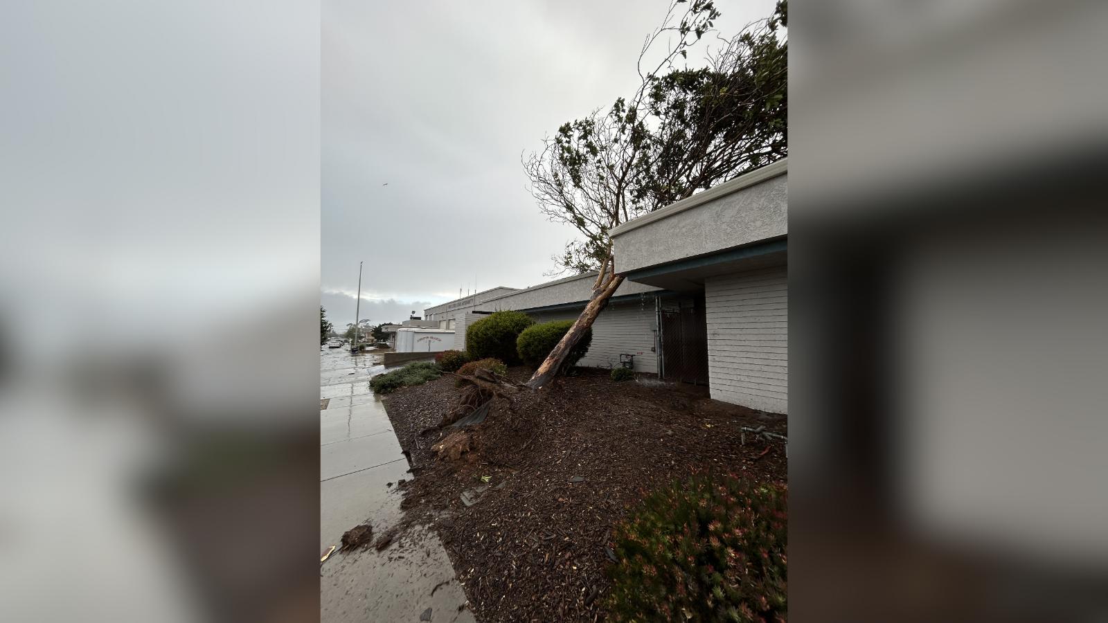 A toppled tree in Grover Beach is shown in this photo provided by the National Weather Service. Grover Beach was the site of a tornado on Feb. 7, 2024. (National Weather Service)