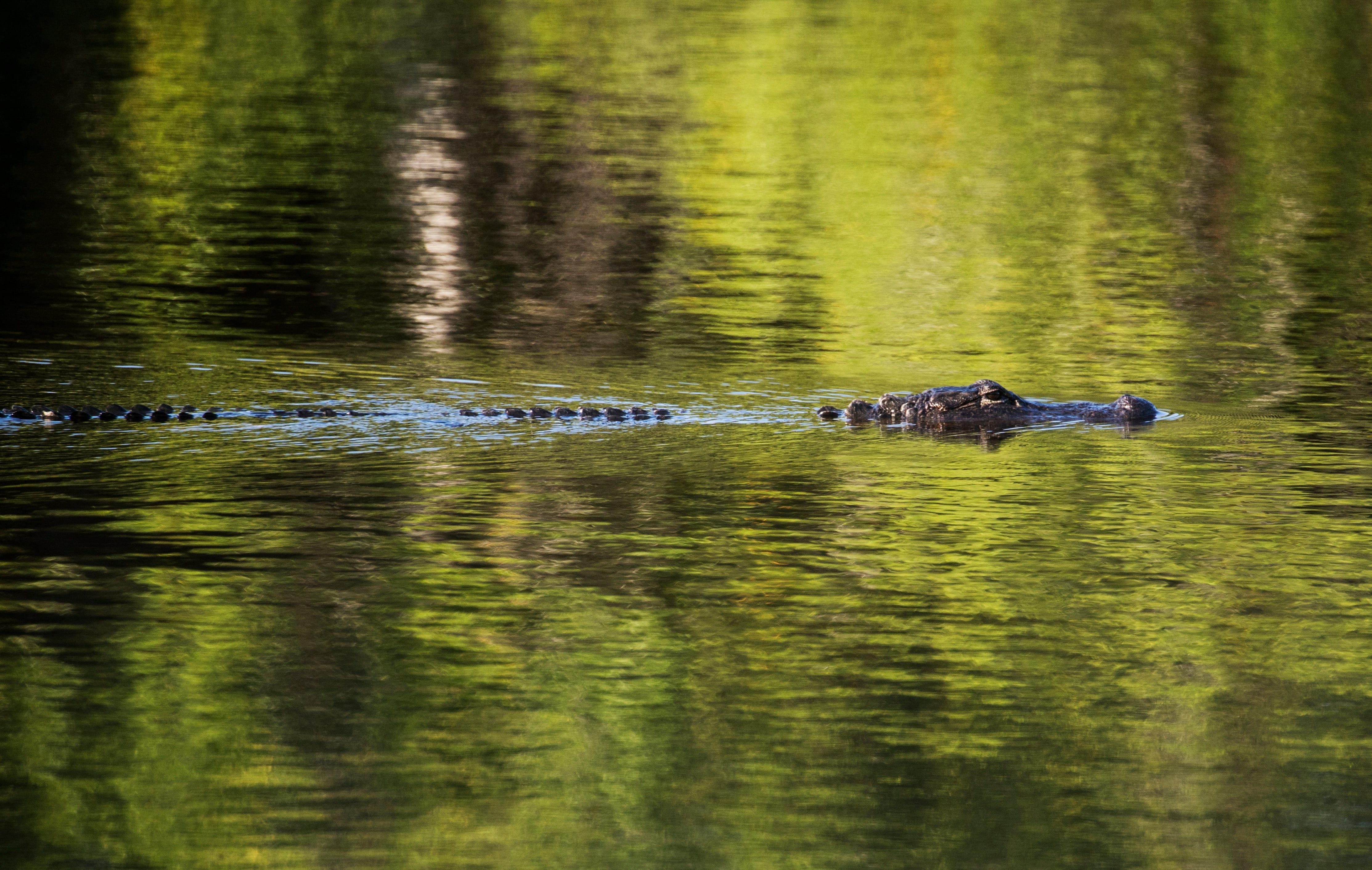 An alligator roams the waters of J.N. "Ding" Darling Wildlife Refuge on Sanibel Island on Thursday, September, 12, 2019.