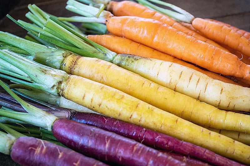 A close up of different colored carrot varieties, purple, yellow, and orange set on a wooden surface with the foliage removed and the soil washed off them.