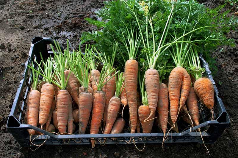 A close up of freshly harvested carrots set in a black plastic container, half of them have had the foliage removed. The background is rich dark garden soil.