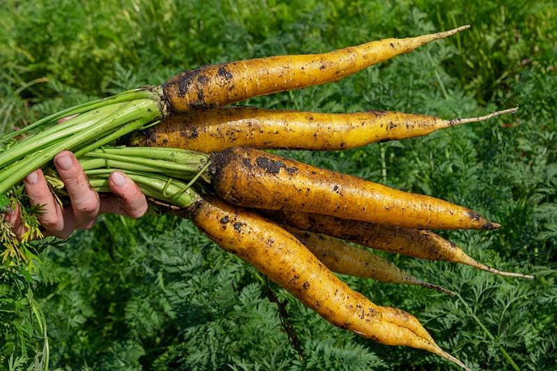 A close up of a hand from the left of the frame holding a freshly harvested bunch of yellow Daucus carota from the garden, in bright sunshine with foliage in soft focus in the background.