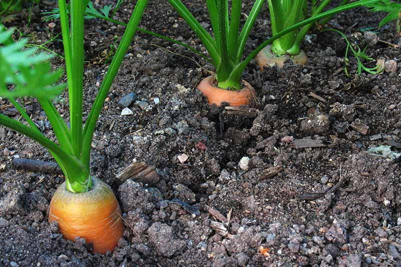 A close up of a row of Daucus carota ready for harvest with the tops pushing through the dark soil with foliage above.