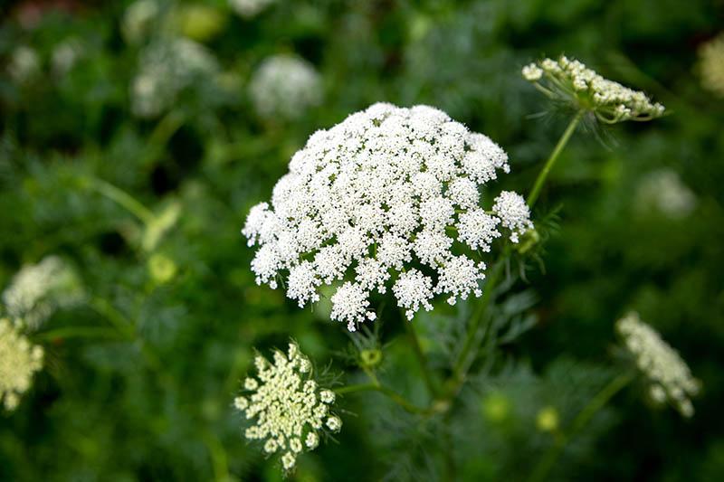 A close up of a white carrot flowerhead, a large umbel with tiny blooms on each stem pictured on a soft focus background.