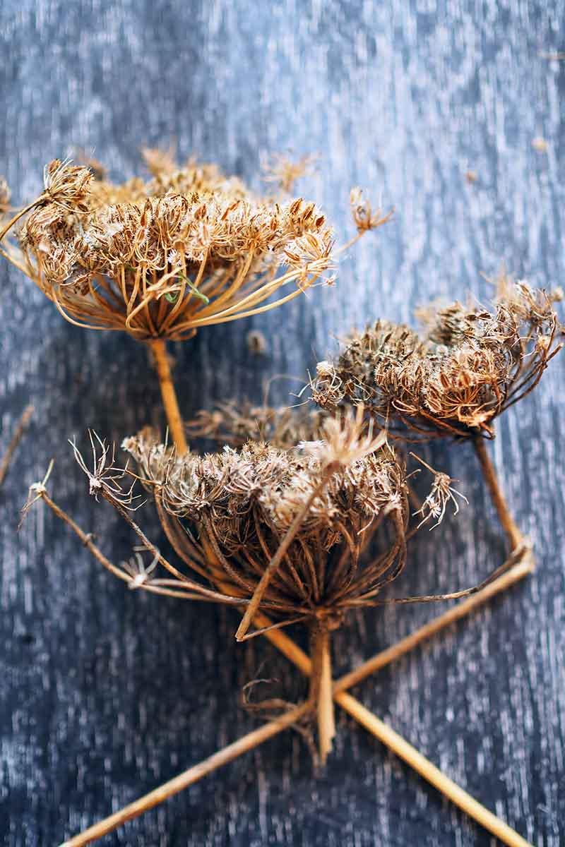 A vertical close up picture of dried seedheads harvested from carrot plants in their second year of growth, in order to save the seeds, set on a dark rustic wooden surface.