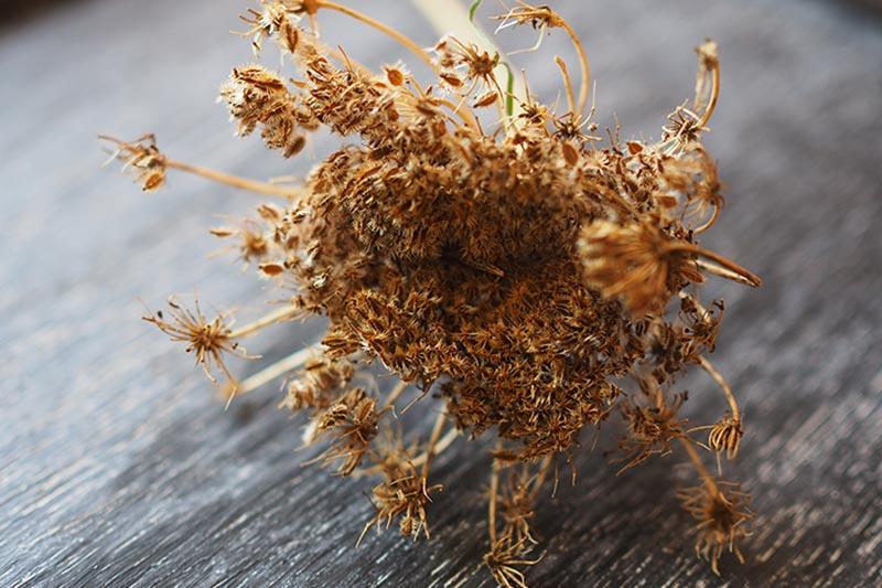 A close up of a seedhead containing hundreds of seeds set on a dark wooden surface, ready for harvesting and saving the seeds.