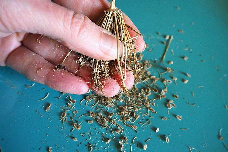 A close up of a hand from the left of the frame separating seeds from a dried flowerhead onto a light blue surface.