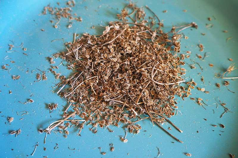 A close up of the seeds and chaff collected from a dried flowerhead of a carrot plant, ready for cleaning, set on a blue surface.