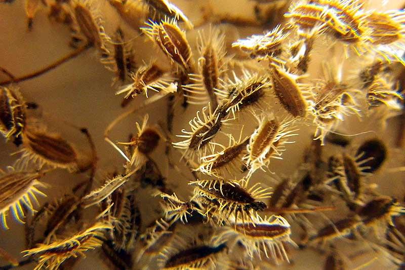 A close up of carrot seeds harvested from the flowerhead, showing the spiky outer casing which will be removed before planting.